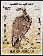 Western Osprey Pandion haliaetus  2003 Birds of prey 