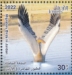 Great White Pelican Pelecanus onocrotalus  2023 Migratory birds Sheet