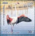 Greater Flamingo Phoenicopterus roseus  2023 Migratory birds Sheet