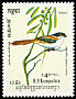 Long-tailed Shrike Lanius schach  1984 Birds 