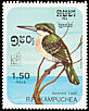Amazon Kingfisher Chloroceryle amazona  1985 Argentina 85 