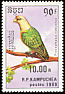 Cape Parrot Poicephalus robustus  1989 Parrots 