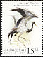 Demoiselle Crane Grus virgo  2002 Birds 