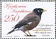 Common Myna  Acridotheres tristis