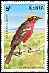 Papyrus Gonolek Laniarius mufumbiri  1984 Rare birds of Kenya 