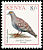 Speckled Pigeon Columba guinea  1993 Birds 