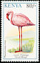 Lesser Flamingo Phoeniconaias minor  1993 Birds 