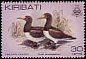 Brown Booby Sula leucogaster  1982 Birds 