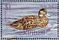 Grey Teal Anas gracilis  2001 Ducks  MS