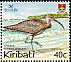 Eurasian Whimbrel Numenius phaeopus  2004 BirdLife International 