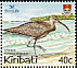 Eurasian Whimbrel Numenius phaeopus