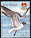 Laughing Gull Leucophaeus atricilla  2008 Birds 
