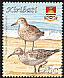 Pectoral Sandpiper Calidris melanotos  2008 Birds 