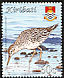 Sharp-tailed Sandpiper Calidris acuminata