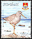 Grey-tailed Tattler Tringa brevipes  2008 Birds 