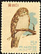 Northern Boobook Ninox japonica  1962 Birds 