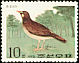 White-cheeked Starling Spodiopsar cineraceus  1973 Korean songbirds 