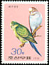 Budgerigar Melopsittacus undulatus  1975 Parrots 