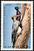 White-bellied Woodpecker Dryocopus javensis  1978 White-bellied Woodpecker 