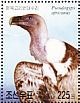 White-backed Vulture Gyps africanus  2003 Birds  MS
