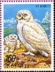 Snowy Owl Bubo scandiacus  2006 Owls 
