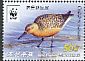 Red Knot Calidris canutus