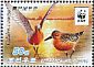 Red Knot Calidris canutus