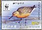 Red Knot Calidris canutus