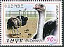 Common Ostrich Struthio camelus  2016 Domesticated birds 