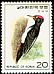 White-bellied Woodpecker Dryocopus javensis  1976 Birds 