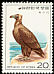 Cinereous Vulture Aegypius monachus  1976 Birds 