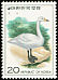 Tundra Swan Cygnus columbianus  1976 Birds 