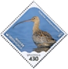 Far Eastern Curlew Numenius madagascariensis  2023 Protected marine species 
