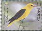 Eurasian Golden Oriole Oriolus oriolus