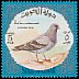 Rock Dove Columba livia  1973 Birds and hunting equipment 