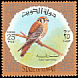 American Kestrel Falco sparverius  1973 Birds and hunting equipment 