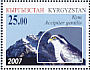 Northern Goshawk Accipiter gentilis  2007 Birds of prey 