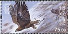 Golden Eagle Aquila chrysaetos  2015 Traditional hunting 