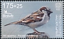 House Sparrow Passer domesticus