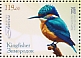 Common Kingfisher Alcedo atthis