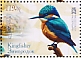 Common Kingfisher Alcedo atthis