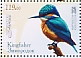 Common Kingfisher Alcedo atthis