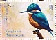 Common Kingfisher Alcedo atthis