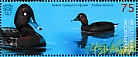 Ferruginous Duck Aythya nyroca