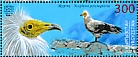 Egyptian Vulture Neophron percnopterus