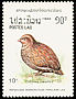 Japanese Quail Coturnix japonica  1988 Birds 