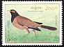 Common Myna Acridotheres tristis