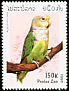 Grey-headed Lovebird Agapornis canus  1997 Parrots 