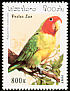 Rosy-faced Lovebird Agapornis roseicollis  1997 Parrots 