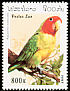 Rosy-faced Lovebird Agapornis roseicollis